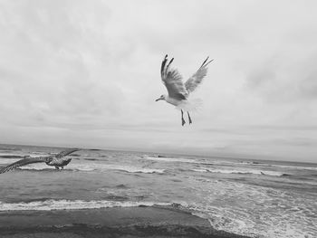 Seagulls flying over sea against sky