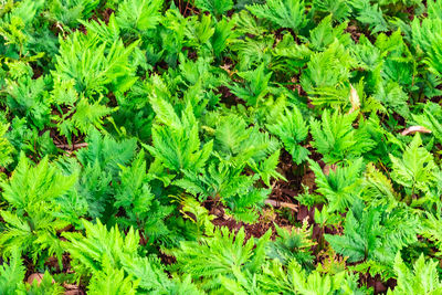 Full frame shot of plants growing on field
