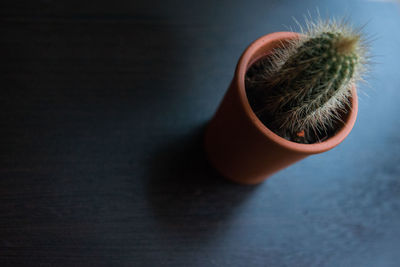 Close-up of cactus on table