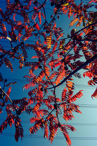 Low angle view of autumnal tree against sky