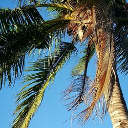 Low angle view of tree against blue sky