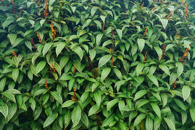 Full frame shot of plants