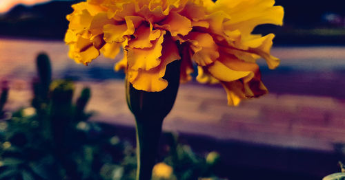 Close-up of yellow flowering plant