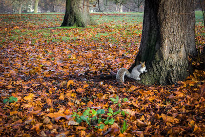 Autumn leaves on tree trunk in forest