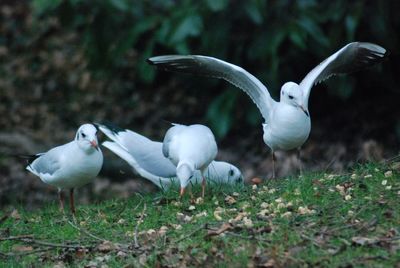 Seagulls flying over a field