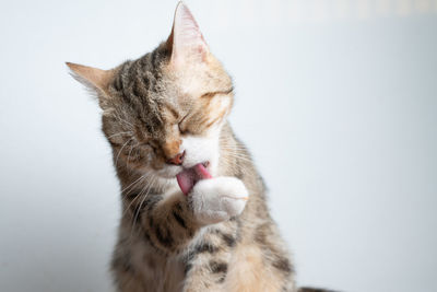 Close-up of cat against white background