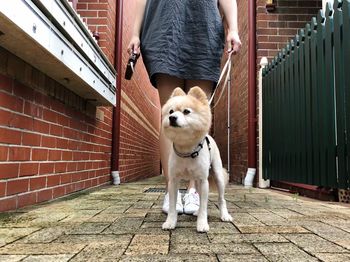 Portrait of dog standing outdoors