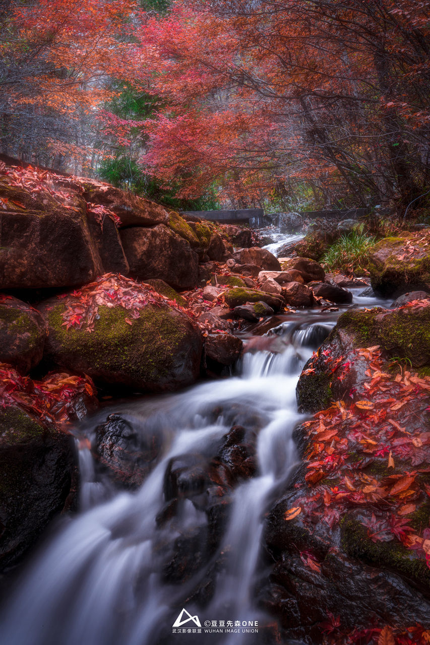 autumn, beauty in nature, water, leaf, scenics - nature, nature, stream, waterfall, rock, forest, tree, river, long exposure, land, motion, flowing water, creek, environment, flowing, plant, body of water, rapid, no people, wilderness, landscape, watercourse, outdoors, blurred motion, non-urban scene, plant part, travel destinations, water feature, tranquility, red, idyllic, tranquil scene, travel, falling, woodland