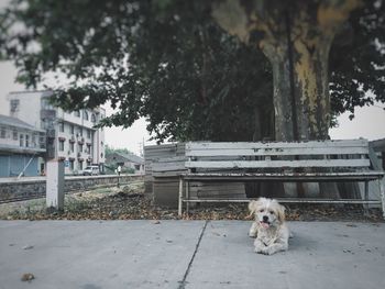 Dog looking away