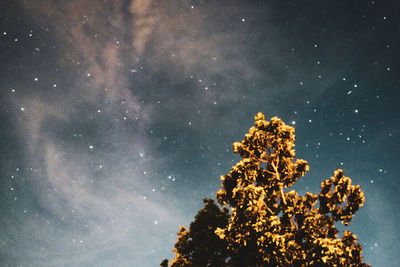 Low angle view of tree against sky at night