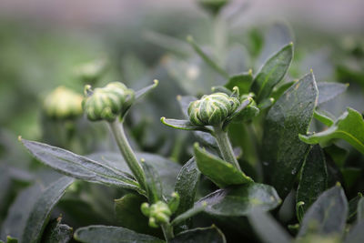 Close-up of green chili peppers plant