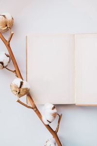 Close-up of white flower on table against wall