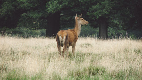 Deer standing on grassy field