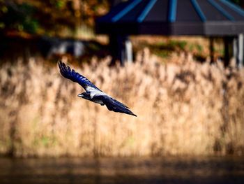 Bird flying over a blurred background