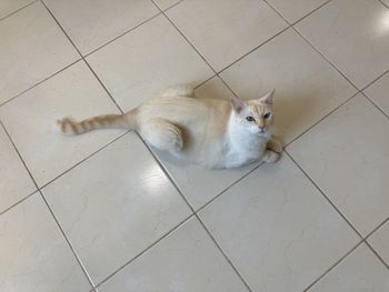 Portrait of siamese white cat. so smart so good. best friendly pet. he is an angel.