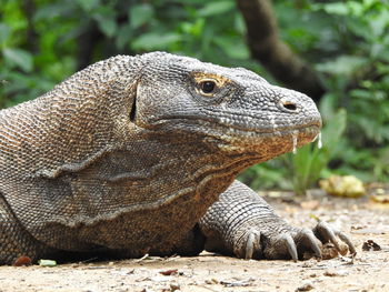 Close-up of lizard on land