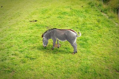 Zebra crossing in a field