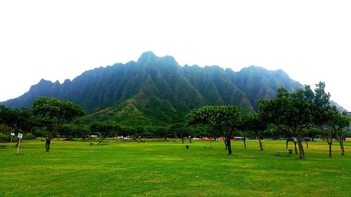 Scenic view of grassy field