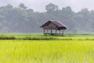 Shed on rice field during foggy weather