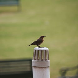 Bird perching on pipe cowl