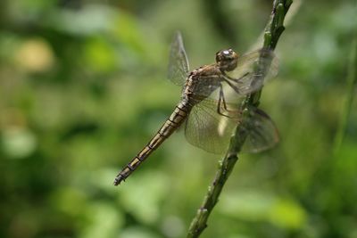 Close-up of insect perching on leaf