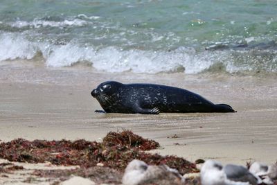 Baby seal at la jolla beach