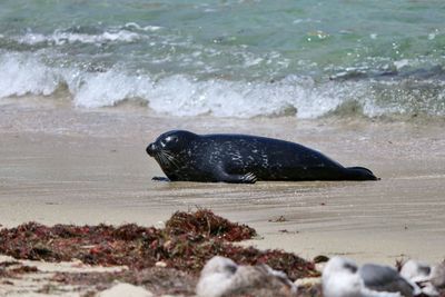 Sea lion on shore at beach