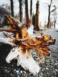 Close-up of dead tree on field in forest