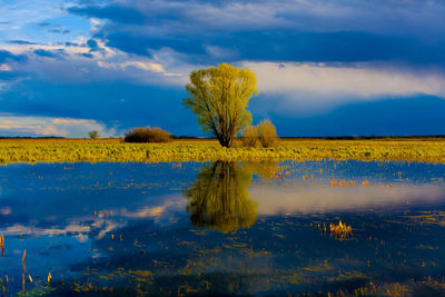 Scenic view of yellow flowers against sky