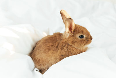 Close-up of rabbit on bed