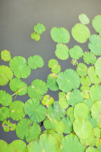High angle view of leaves on plant