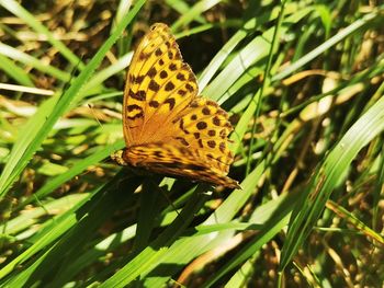 Close-up of butterfly on flower