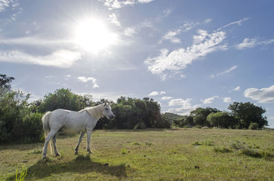 Horse standing on field against sky