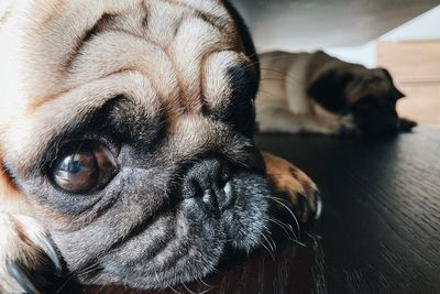 Close-up portrait of a dog
