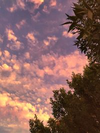 Low angle view of silhouette trees against sky at sunset