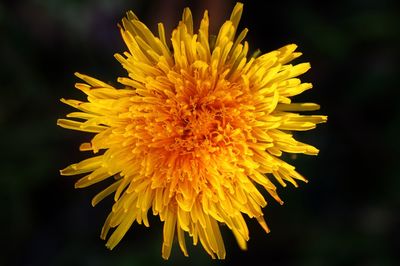 Close-up of yellow flowering plant