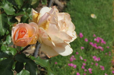 Close-up of pink rose blooming outdoors