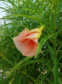 Close-up of flower blooming outdoors