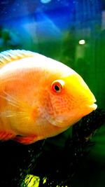 Close-up of fish in aquarium