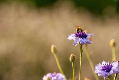 Close-up of bee on purple flower