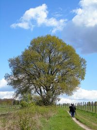 Single tree by grass against sky