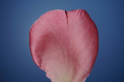 Close-up of pink rose against blue background