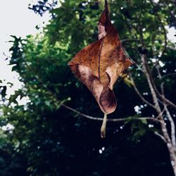 Close-up of dry maple leaf on tree