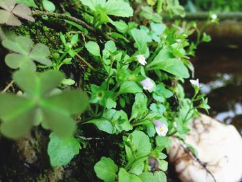 Close-up of fresh green plant