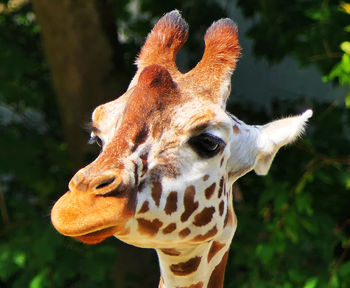 Close-up of a giraffe