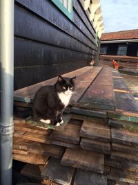 Cat sitting in a building