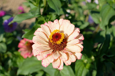 Close-up of orange flower in park