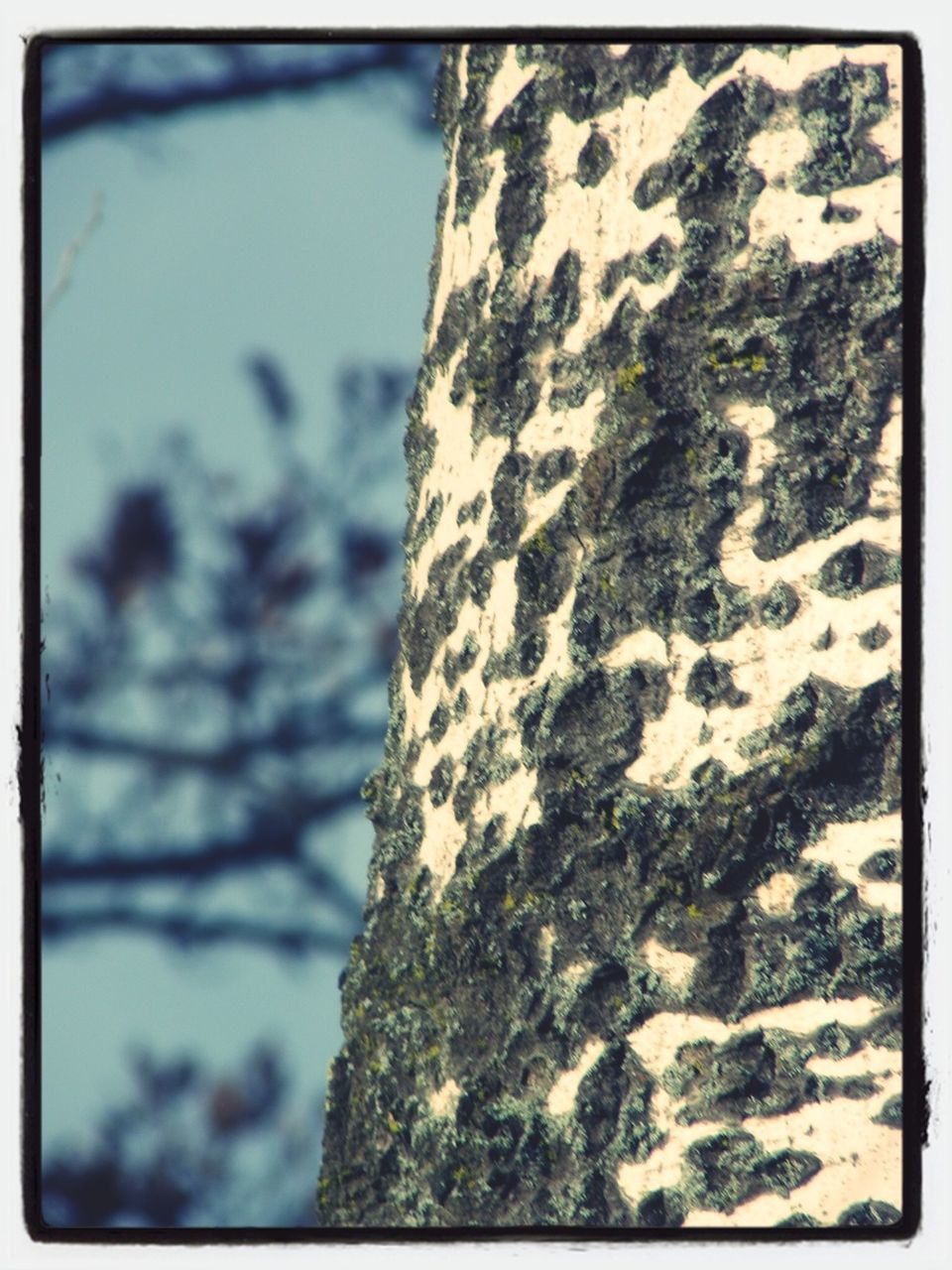 transfer print, auto post production filter, textured, close-up, focus on foreground, rough, tree trunk, nature, day, moss, tree, outdoors, no people, sky, rock - object, tranquility, part of, sunlight, selective focus, beauty in nature