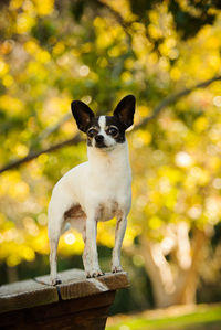 Chihuahua dog standing on wooden bench at park