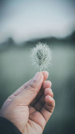 Close-up of hand holding dandelion flower